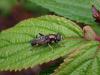 Xylota segnis